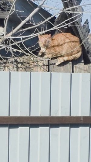 подбросили больного котика