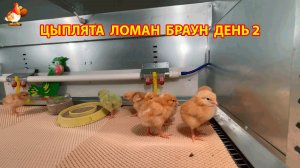 Цыплята Ломан Браун с нуля (День 2) - что изменилось за сутки 😄🐥