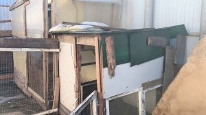 Петя - красит. Первую грядку засеяла. Воспоминания из детства.