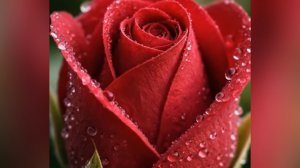 Рассвет цветов и сверкающая роса 🌿