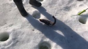 ещё одна форель на льду