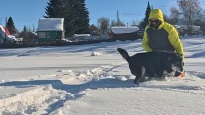 Собака на прогулке. Выбор собаки.