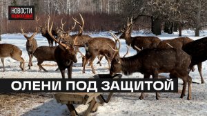 Сотрудники «Лосиного острова» усилили контроль за безопасностью оленей