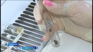 На Ставрополье проснулись после спячки клещи