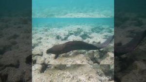 Две гигантские мурены, почувствуйте разницу! 1.5 и 3 метра!!! Park Regency Sharm El Sheikh Resort!