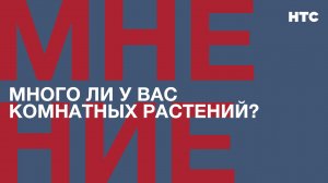 Мнение: Много ли у вас комнатных растений?