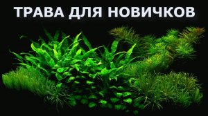 Аквариумные растения для новичков,какие выбрать?