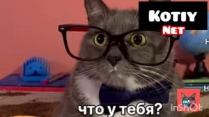 Канал KotiyNet  март 2018г. ( мëртвый телеканал)