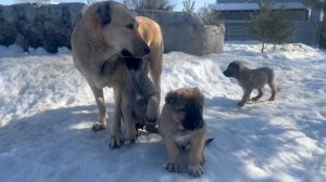 МАЛЫШИ АБОРИГЕННЫХ КРОВЕЙ.ПОМЁТ НА БУКВУ « П »ДАТА РОЖДЕНИЯ:20.01.2026г.