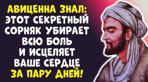 АВИЦЕННА СКРЫВАЛ ЭТО 1000 ЛЕТ! ПРОСТОЙ СОРНЯК ЛЕЧИТ ВСЁ ДАЖЕ В 100 ЛЕТ!