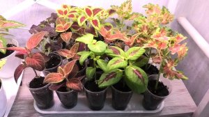 Промахнулась с грунтом. Колеусы черенкую, а они гибнут .