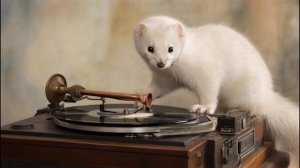 Перехват мошеннических звонков.