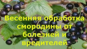 Чем обработать смородину весной от болезней и вредителей | Первая обработка кустов