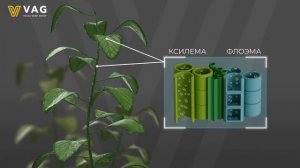 Волга Агро Групп. Фосфиты