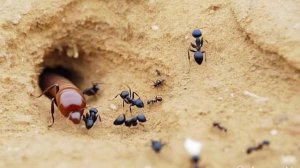 нейросеть про муравьёв