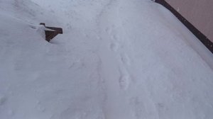 Рассада томатов замёрзла(11.03.26)