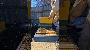 Весеняя ревизия пчелосемей 2026г