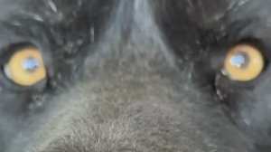 Волкособ Гул'дан