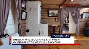 Внештатные хвостатые. Как живут музейные коты Марсик и Василий