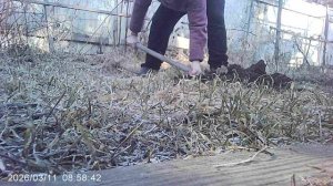 Перекапывание огорода (фрагмент)