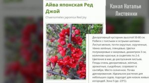 Хеномелес: маленькие сеянцы дома,  цветение московских растений, сорта из интернета