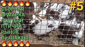 🔥🔥🔥 Сборная ярмарка голубей. Птичий рынок в г.Шахты 01.03.26. Часть 5. Никколаевские голуби.