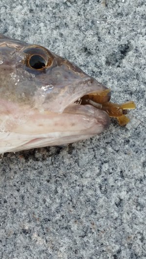 БОЛЬШЕ 15 ПОКЛЁВОК