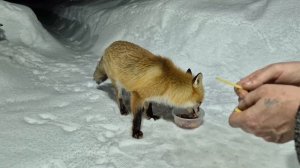 (1237) Лиса приходит в гости. Март 2026