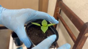 Для наращивания корневой системы острых перцев подсыпаю землю .