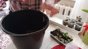 вторая пикировка очень странных сеянцев глоксиний 🏵🧚♂🌿