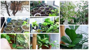 9 марта. Рассада и домашние цветы. Обзор.