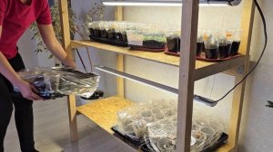 Дела семейные/ОТ ЛИПОВОГО ДО ЧЕРНИЧНОГО ХУТОРА. КТО БУДЕТ РОЖАТЬ? ПОСЕЯЛИ ПОМИДОРЫ.