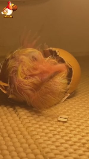 Рождение цыпленка Ломан Браун петушок за 1 минуту