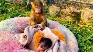 Наши бибизяны гуляют все вместе, а Анфиса НЕ ОТХОДИТ И ПЫТАЕТСЯ УХАЖИВАТЬ за Николь😍