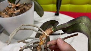 Почему орхидеи теряют тургор листьев? Давайте разберемся!