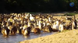 Борьба с саранчой.