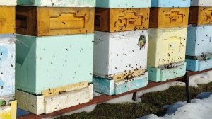 11.04.2026г.Облет пчёл. Ленинградская область