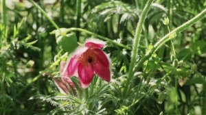 Я ХОЧУ ЛЮБОВАТЬСЯ ВЕСНОЙ.