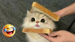 Кошки творят абсолютный хаос в течение всего видео