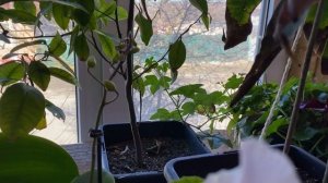 11-03-2026Обзор цветов, завелся клещ .