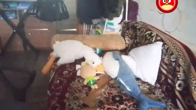 Эфир МультиРед #3