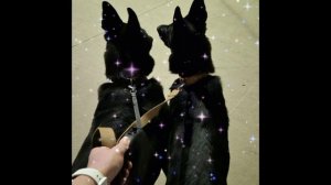 Финик и Чара🥰😘