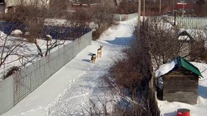 Охраняемые законом! Дикие Козы!