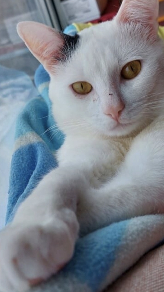 обычная ночь кошатника.