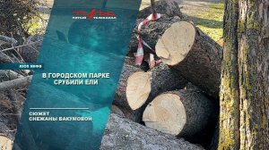 В городском парке срубили ели
