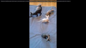 Котята питомника кошек ГРАФФИТИ СФИНКС