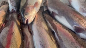 14,0 кг форелевый улов