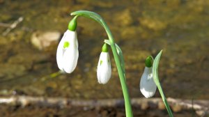 Последний день зимы в ущелье Хаджи-Палом. Крым.