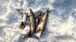 За щукой на вибы! Первые тёплые мартовские деньки.