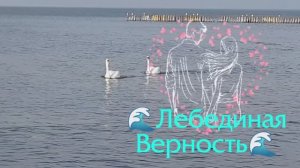 11.03.26  🦢🦢Завораживает 🌊